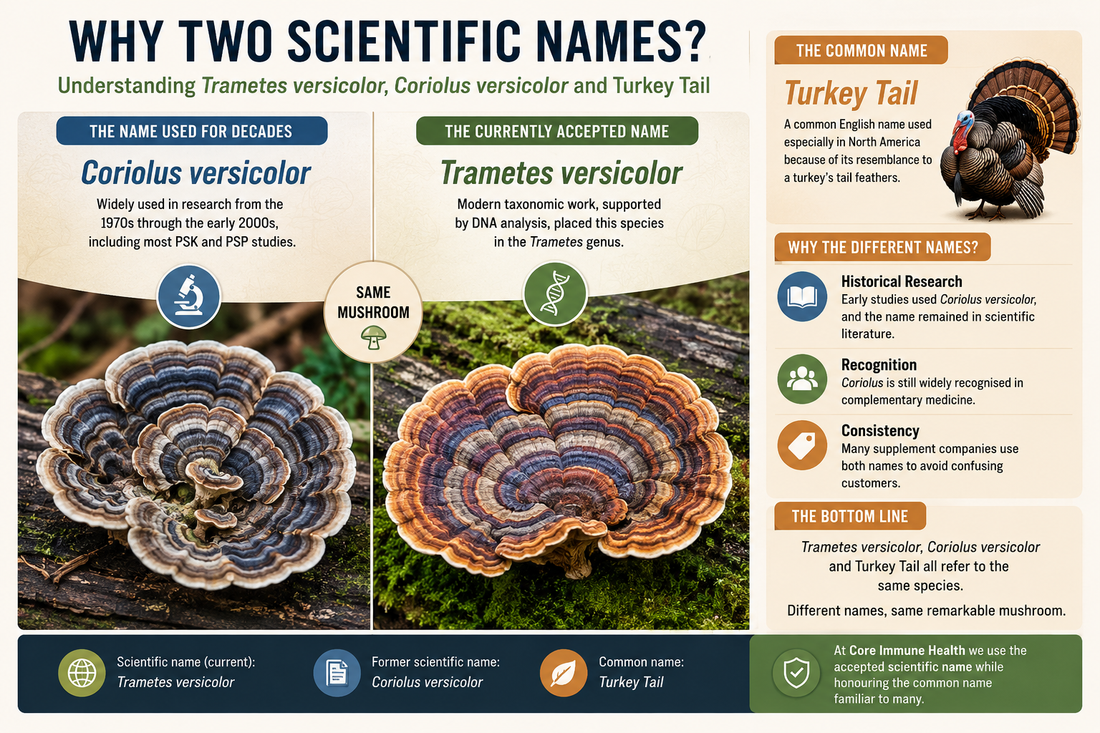 Coriolus, Trametes Versicolor or Turkey Tail?