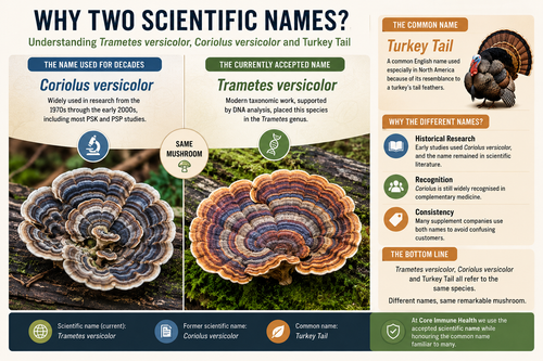 Coriolus, Trametes Versicolor or Turkey Tail?