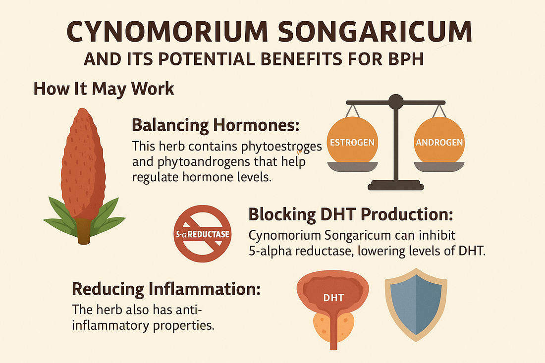 Cynomorium Songaricum and Its Potential Benefits for BPH